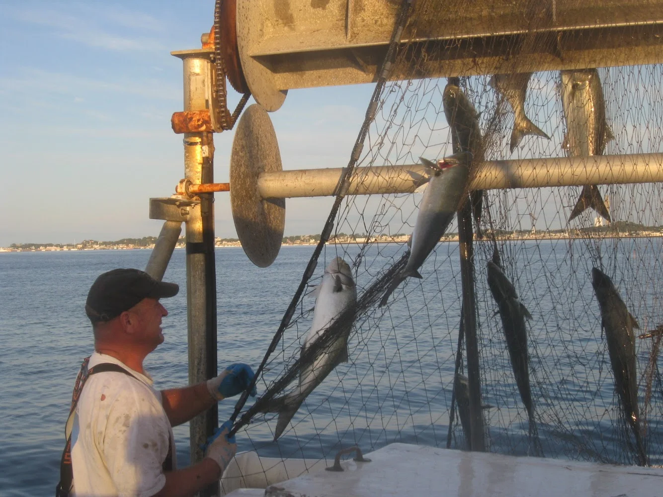 F/V: Sea Wolf hauling net full of bluefish
