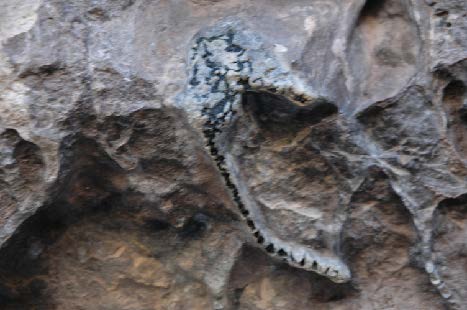  Fossil Crinoid at the entrance to overhang 