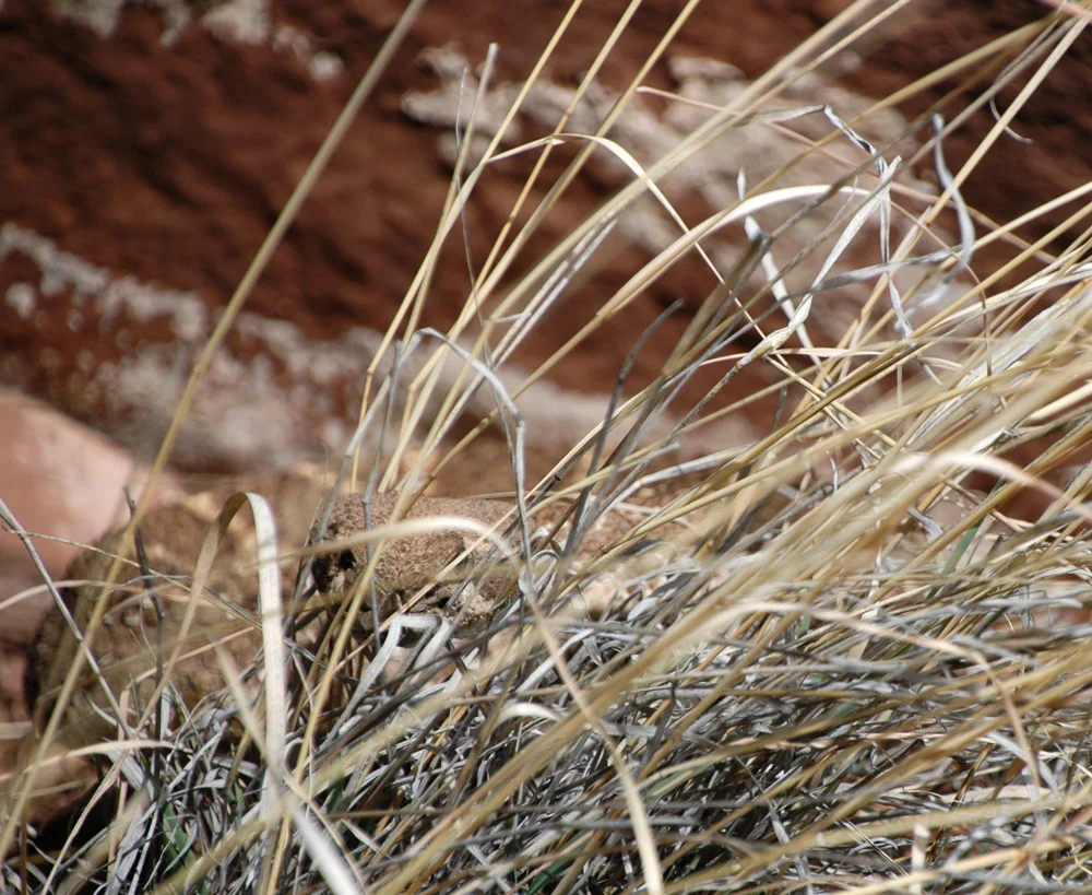 Look past the grass on the left side, mid-height of the photo, you will see the head and cold, vertical eyes of the rattlesnake in striking pose