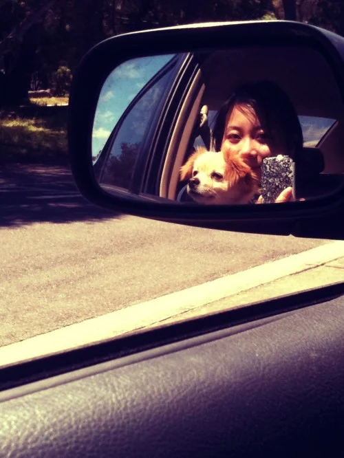 in search of a dog beach