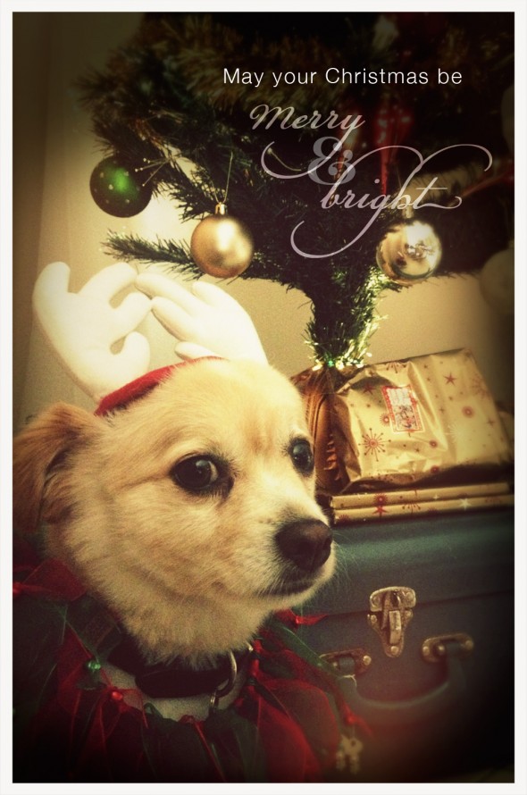 xmas2012_jellyWEBbor-590x890.jpg