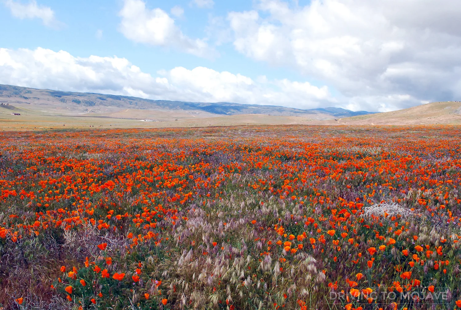 AntelopeValleyPoppyReserve1.jpg
