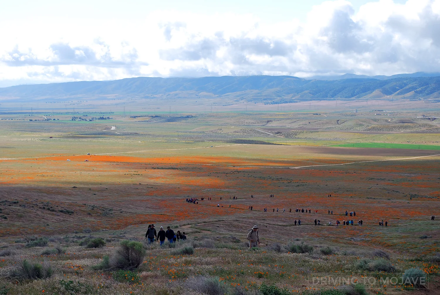 AntelopeValleyPoppyReserve2.jpg