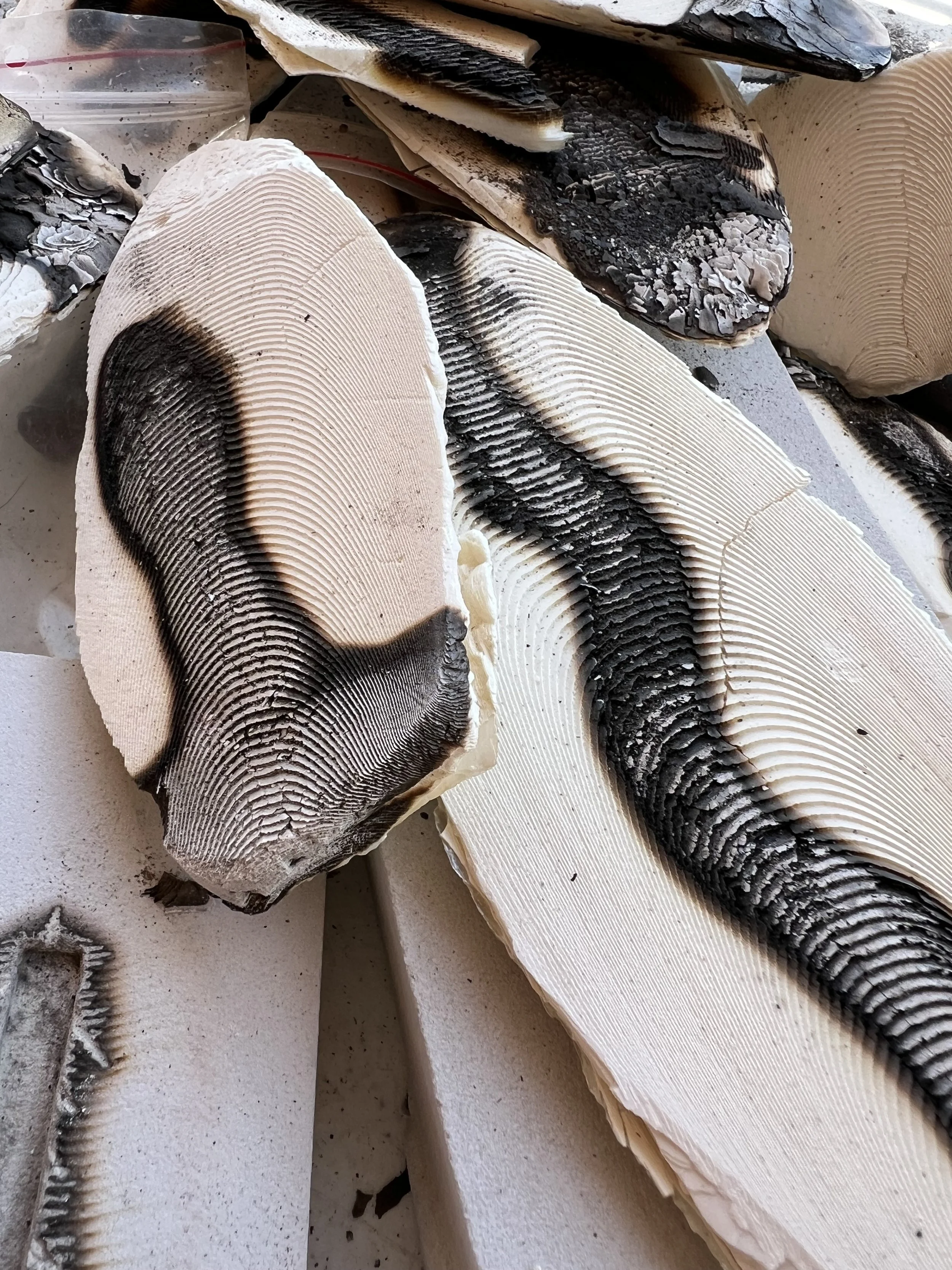 Technique Focus: Cuttlefish Casting with Bruce Lane — A Day of Inspiration, Creativity, and One-of-a-Kind Results