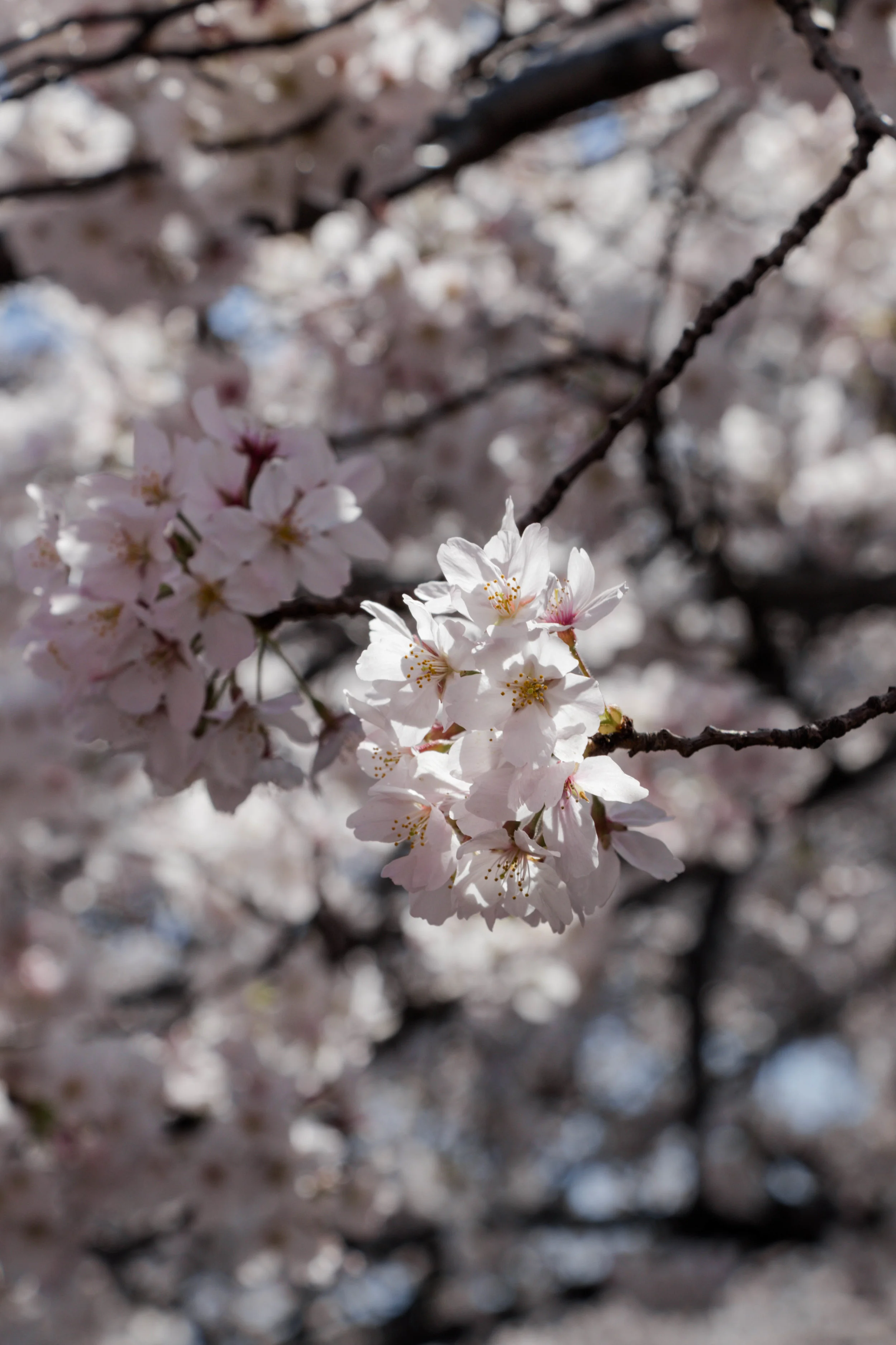 20190403-IMG_5901.jpg