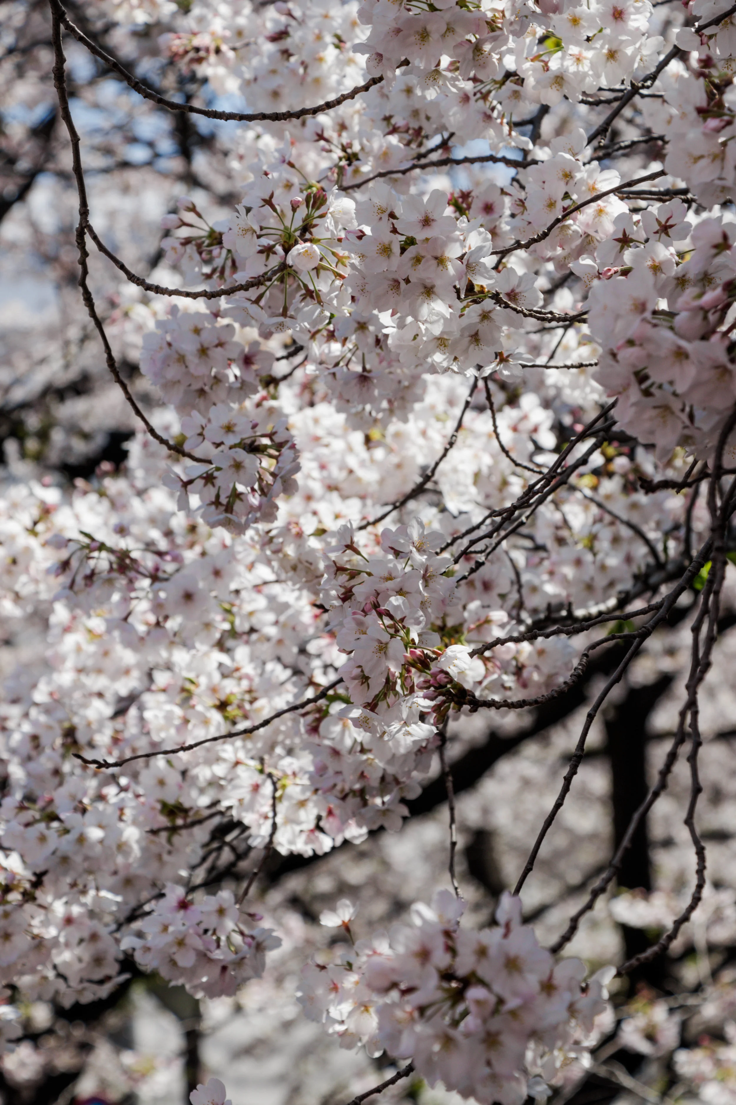 20190403-IMG_5904.jpg
