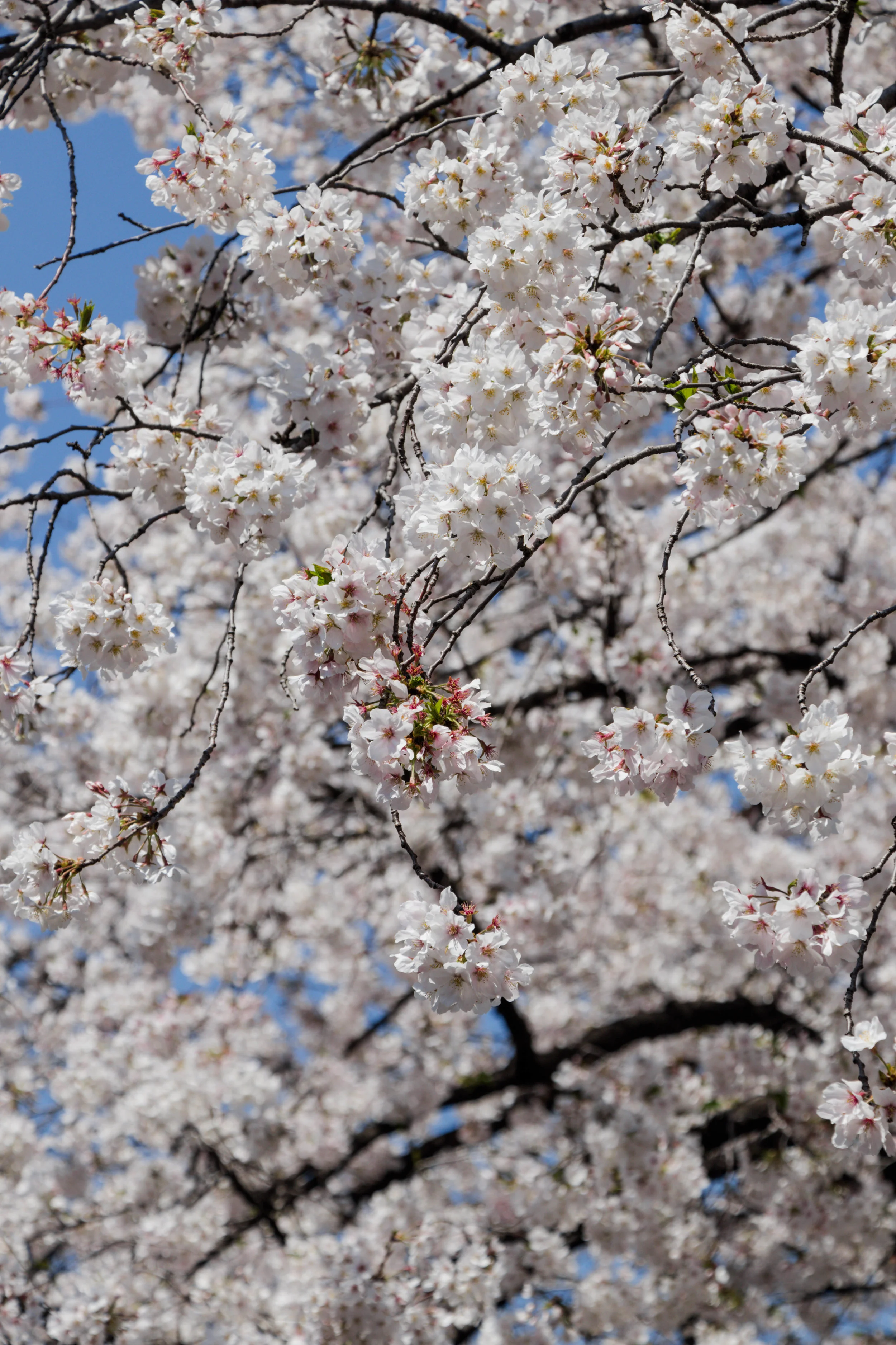 20190403-IMG_5942.jpg
