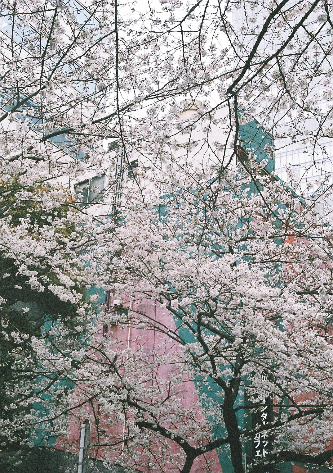 20190411-000013.jpg