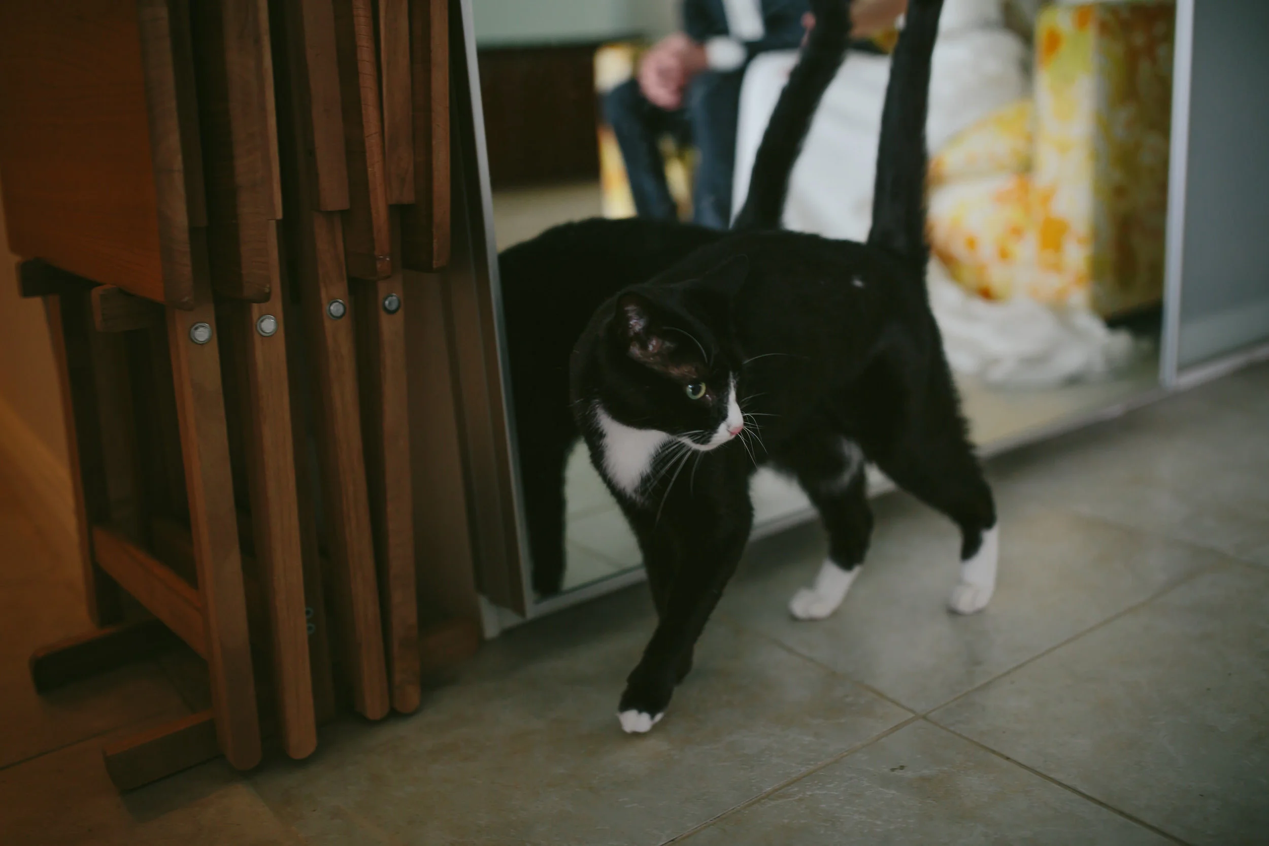 bride_and_groom_cats_in_home_session_wedding_fort_lauderdale_photographer_steph_lynn_photo-24.jpg