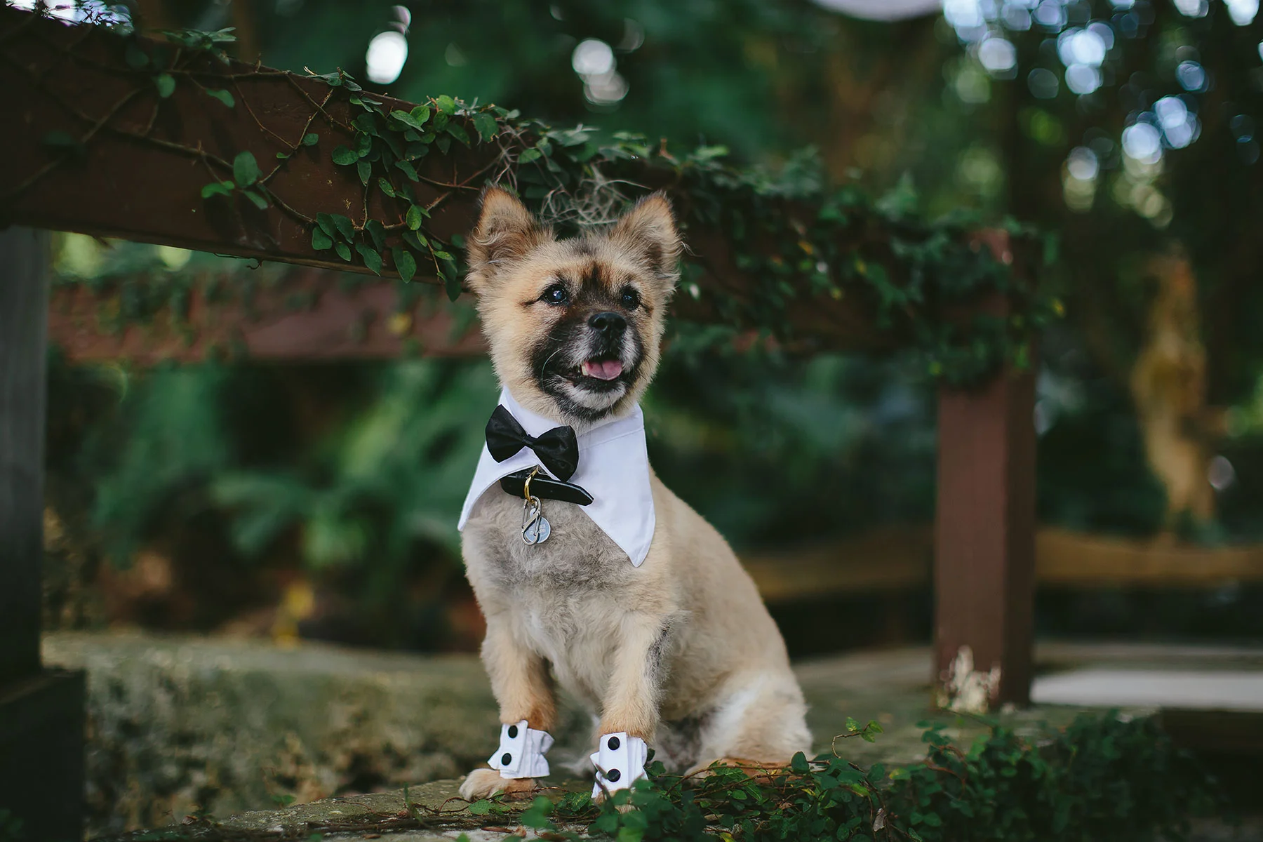puppy in tux wedding tiny house photo miami