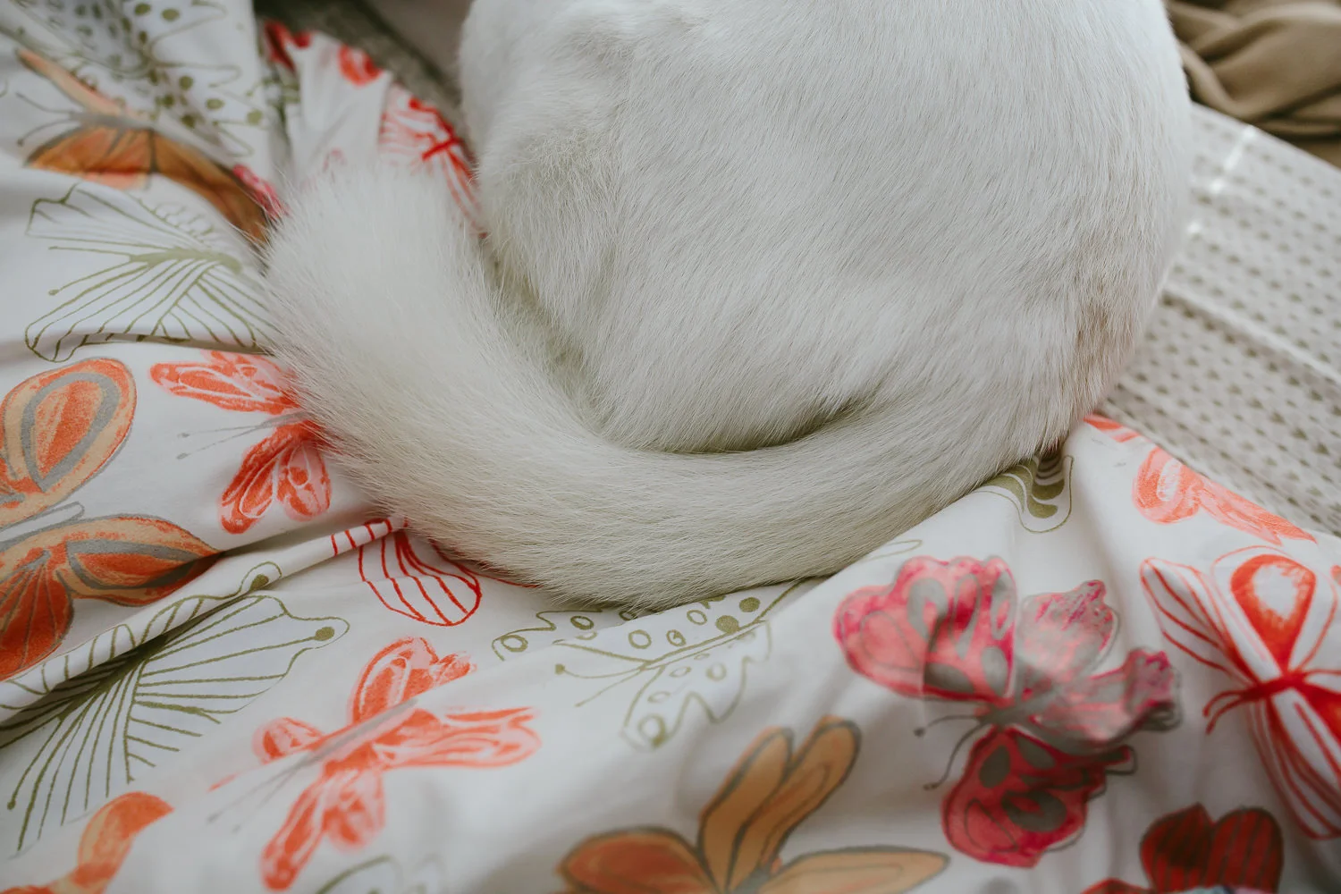 husky butt