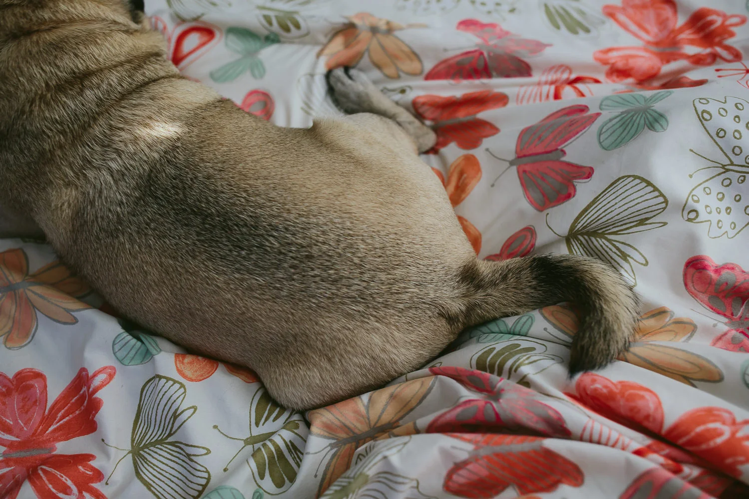 pug butt
