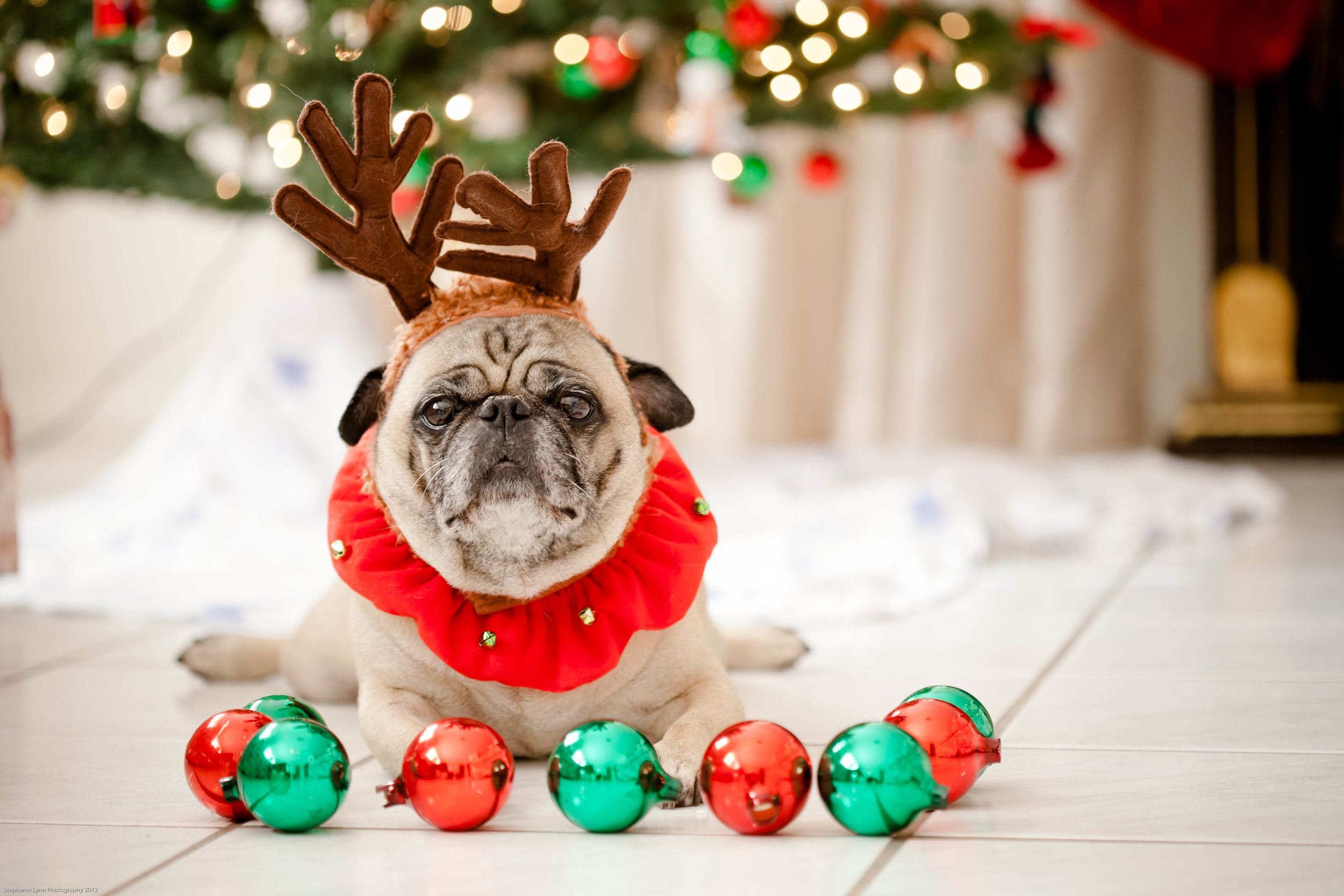 pug with reindeer antlers surrounded by christmas ornaments