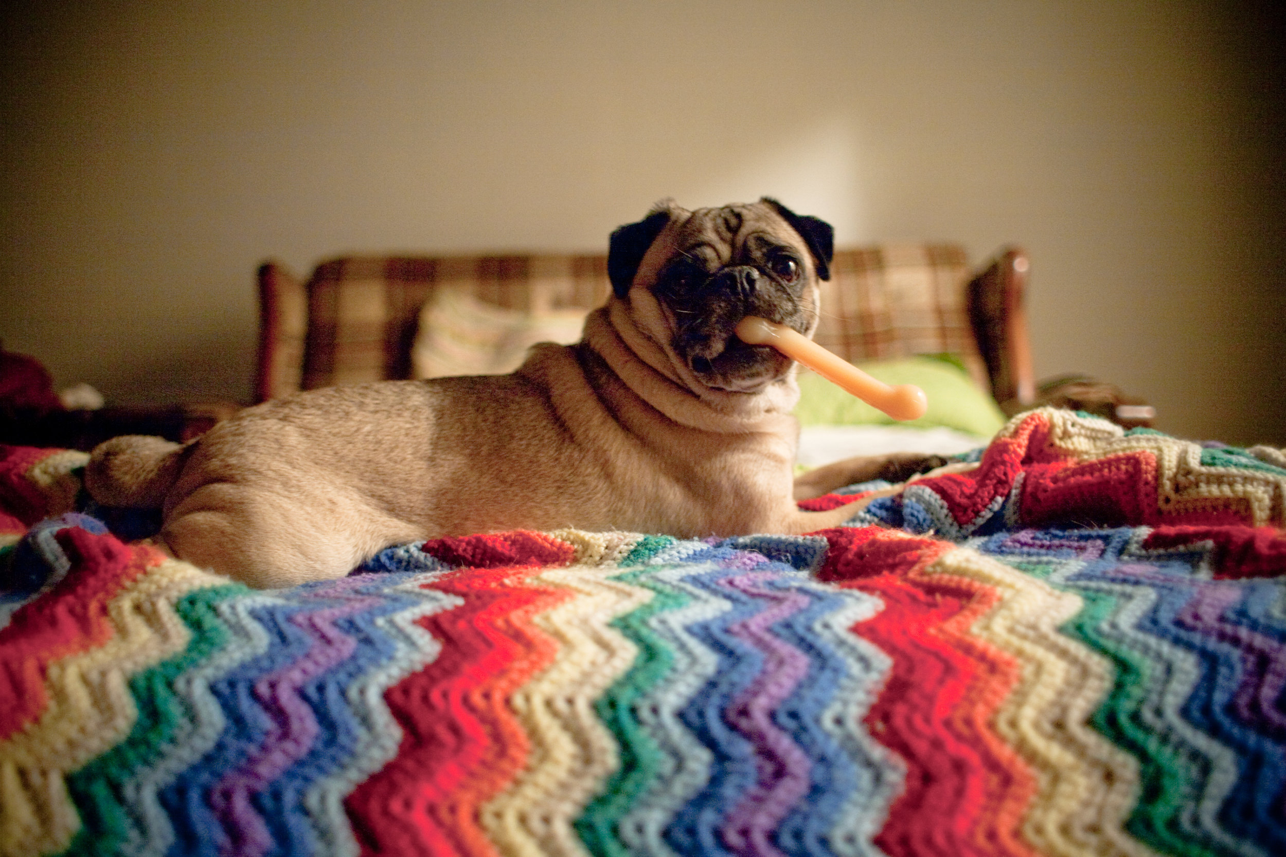 pug_on_rainbow_blanket_holding_bone_in_mouth_funny_photo