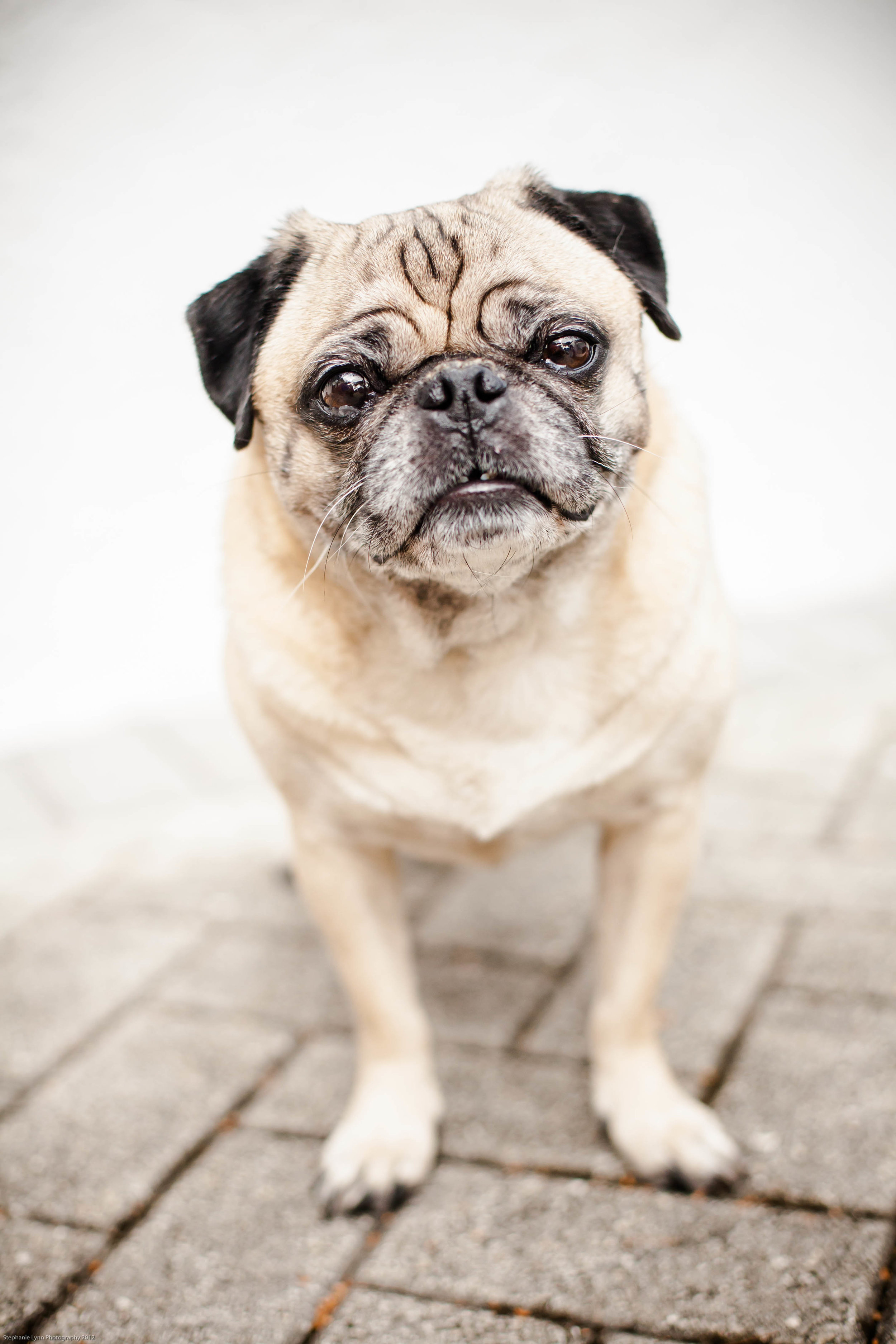 handsome male pug modeling for the camera