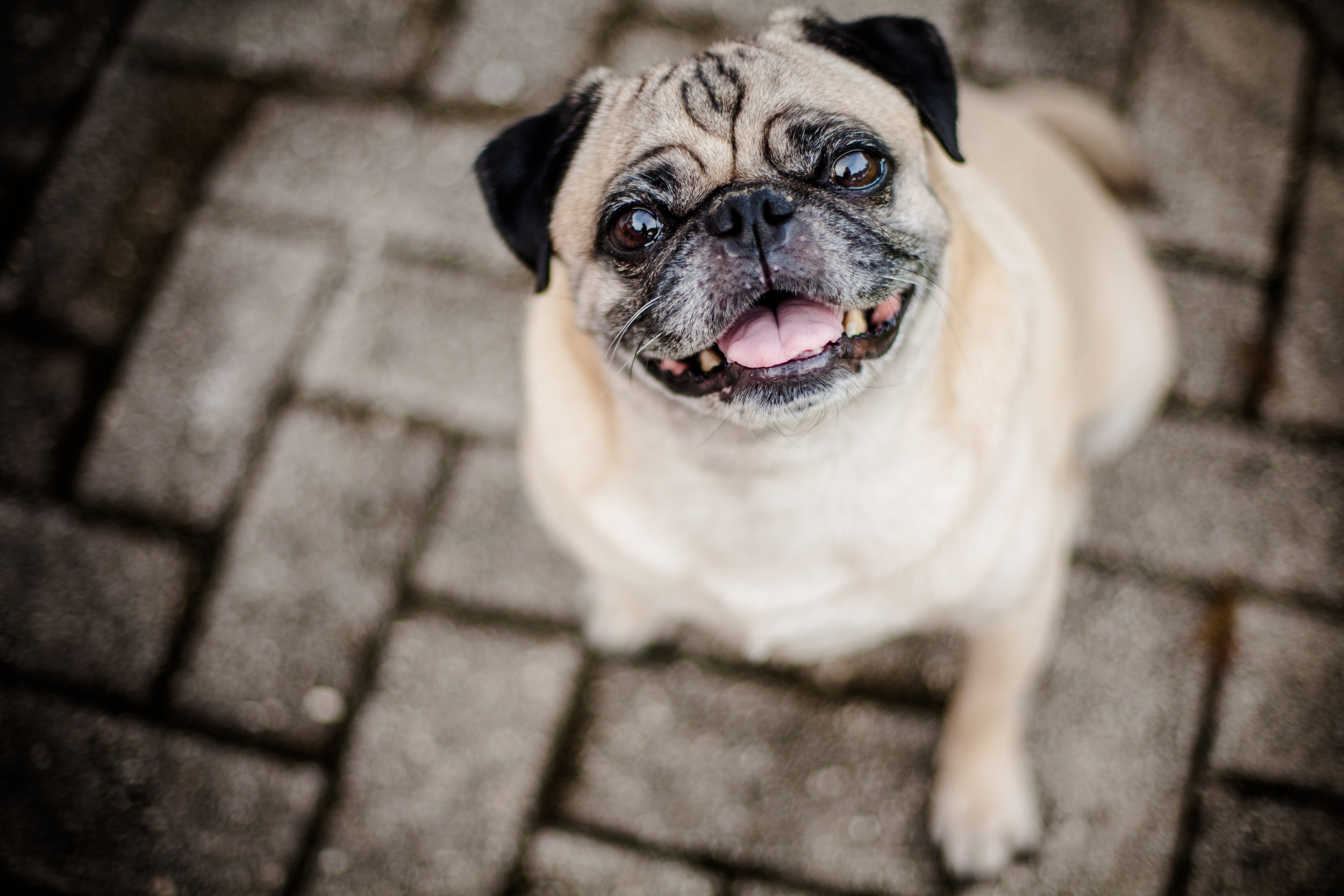 pug smiling up at the camera candidly