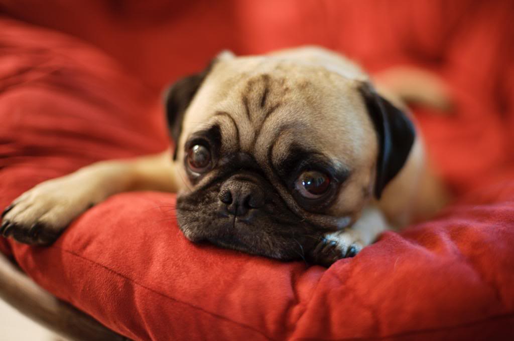 adorable baby pug resting on a red couch looking very smooshy