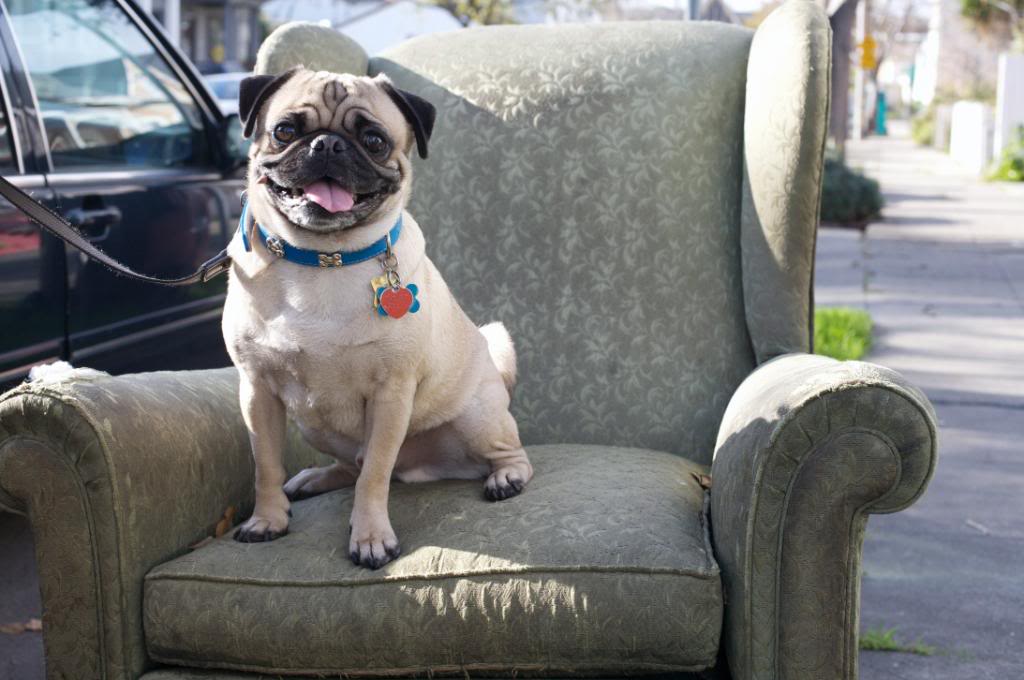 pug sitting on an armchair in the middle of the street in oakland, california