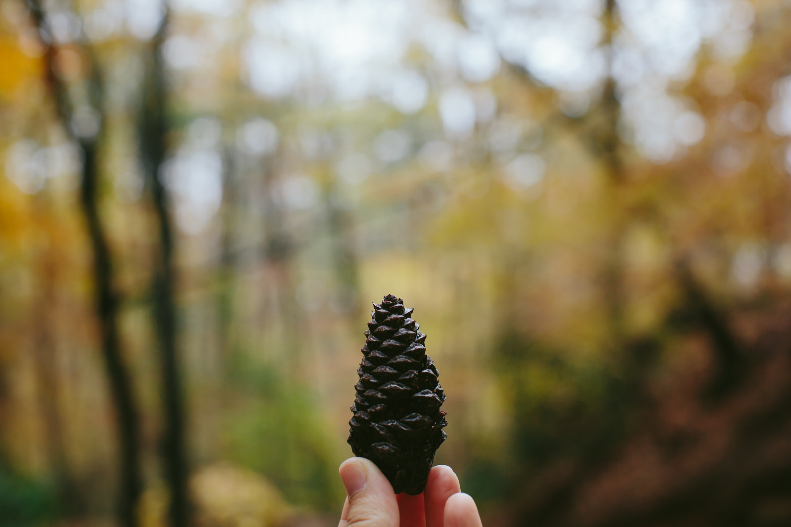 holding up a magical acorn in the forest roswell georgia