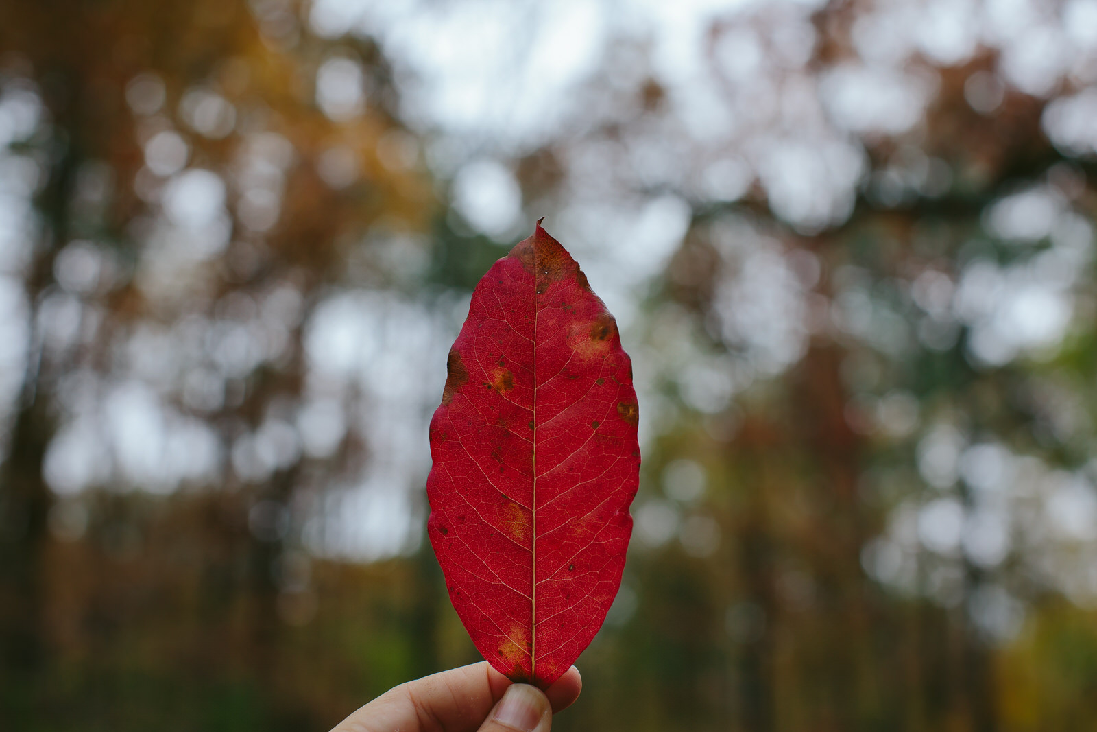 fall leaves in the forest of roswell georgia