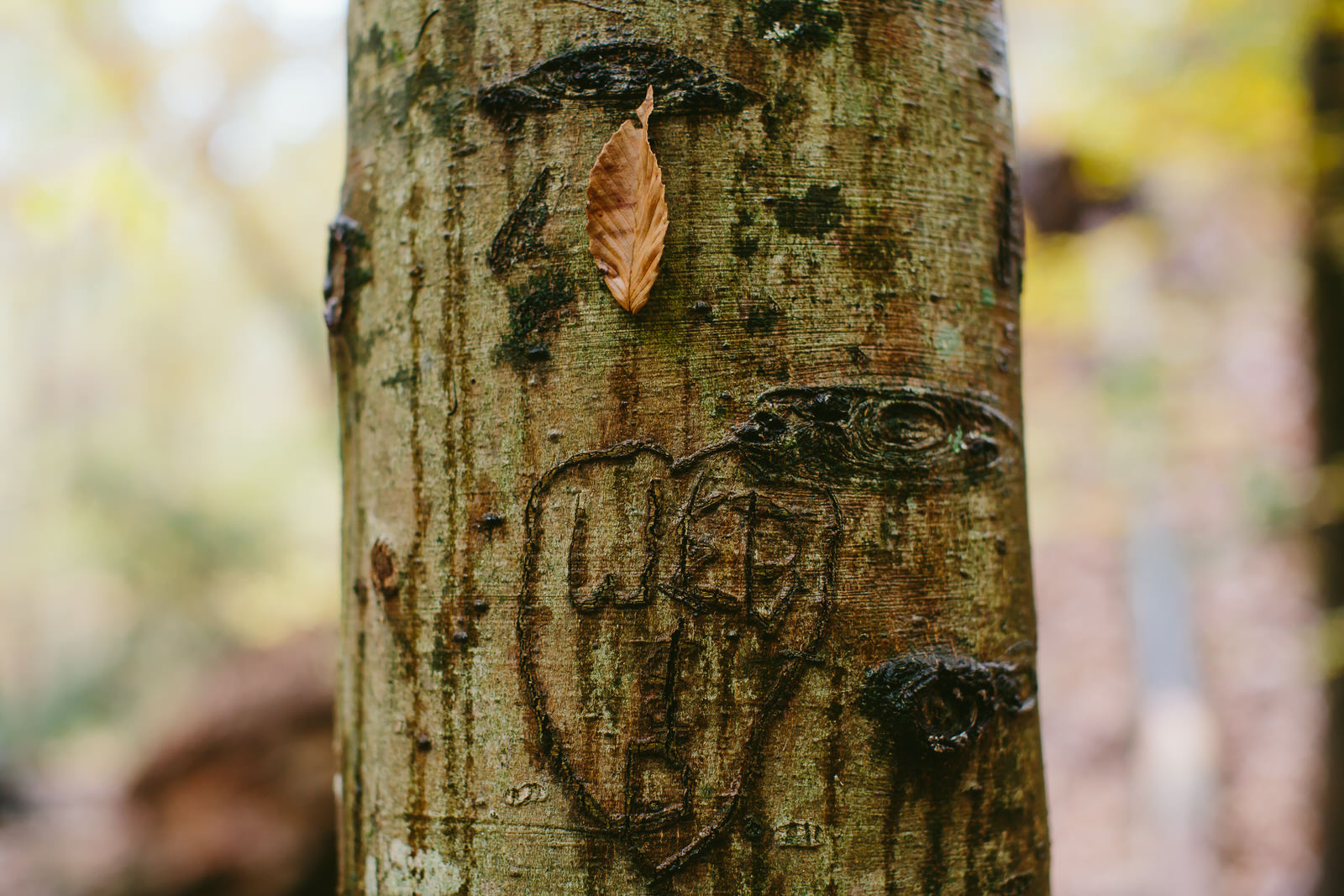 carved tree in georgia