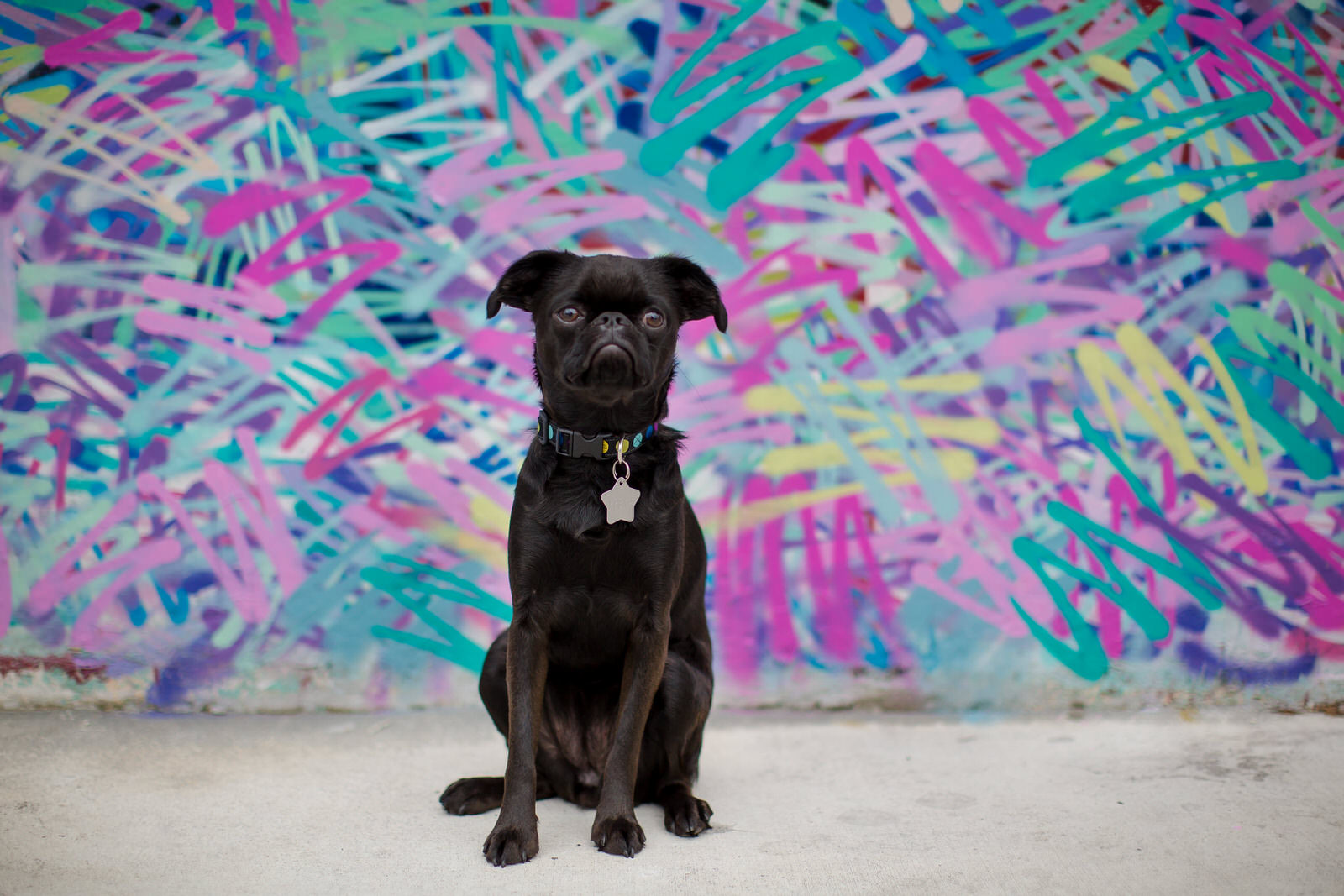 brussels_griffon_puppy_freya_tiny_house_photo.jpg