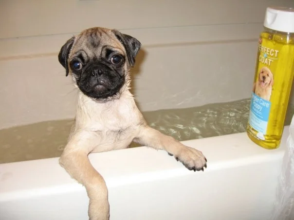 rub_a_dub_dub_a_pug_in_the_tub.jpg