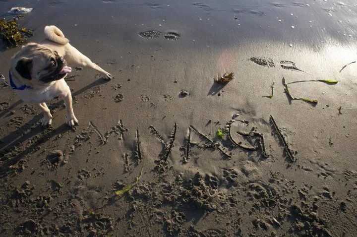 miyagi_sand_oakland_bay_area_pug.jpg