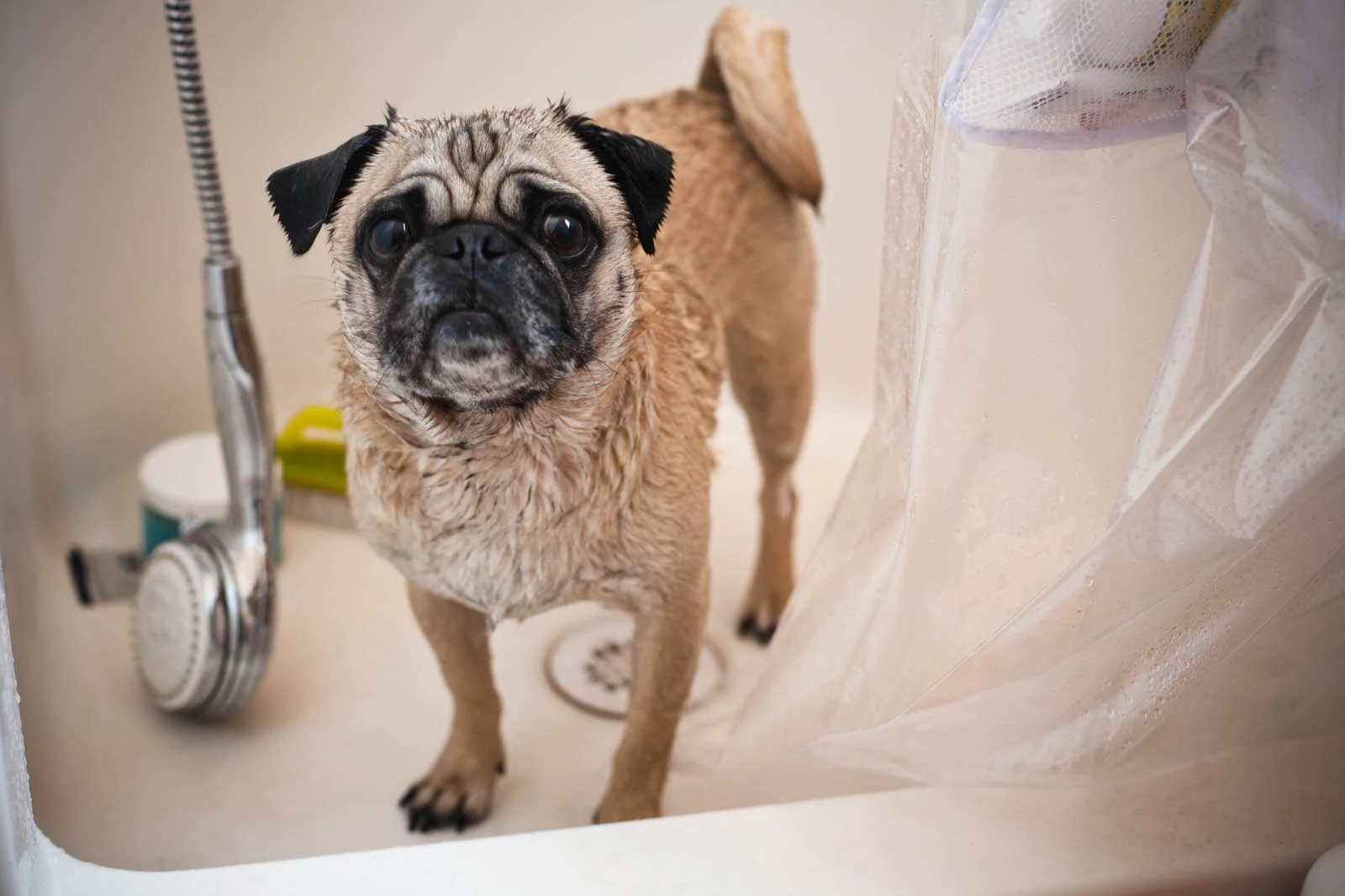 miyagi_in_my_oakland_shower.jpg