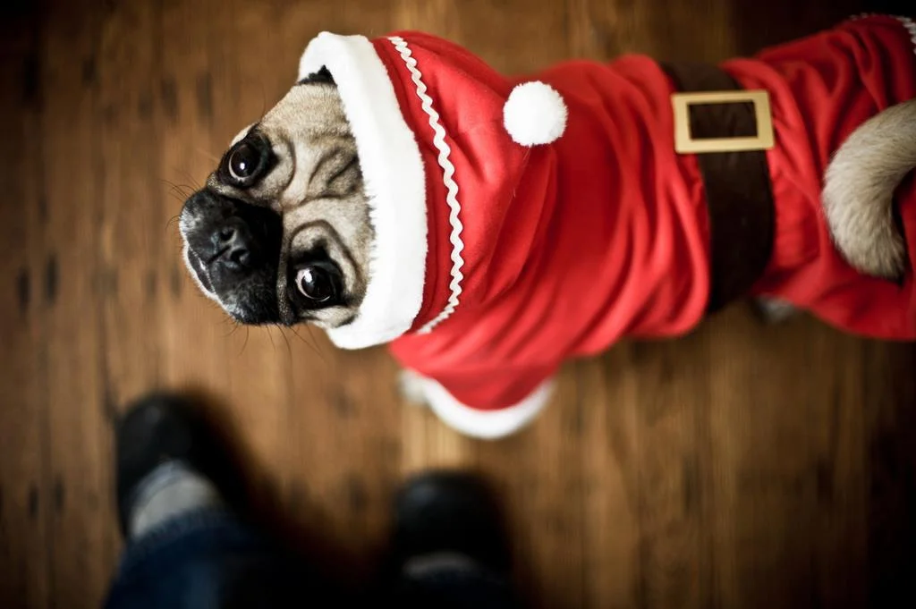 santa_paws_pug_santa.jpg