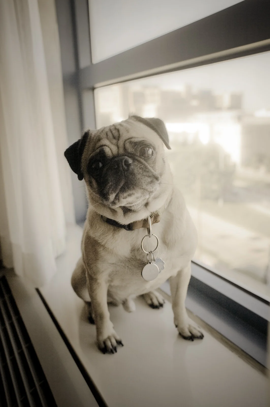 pug_in_hotel_window_omaha.jpg