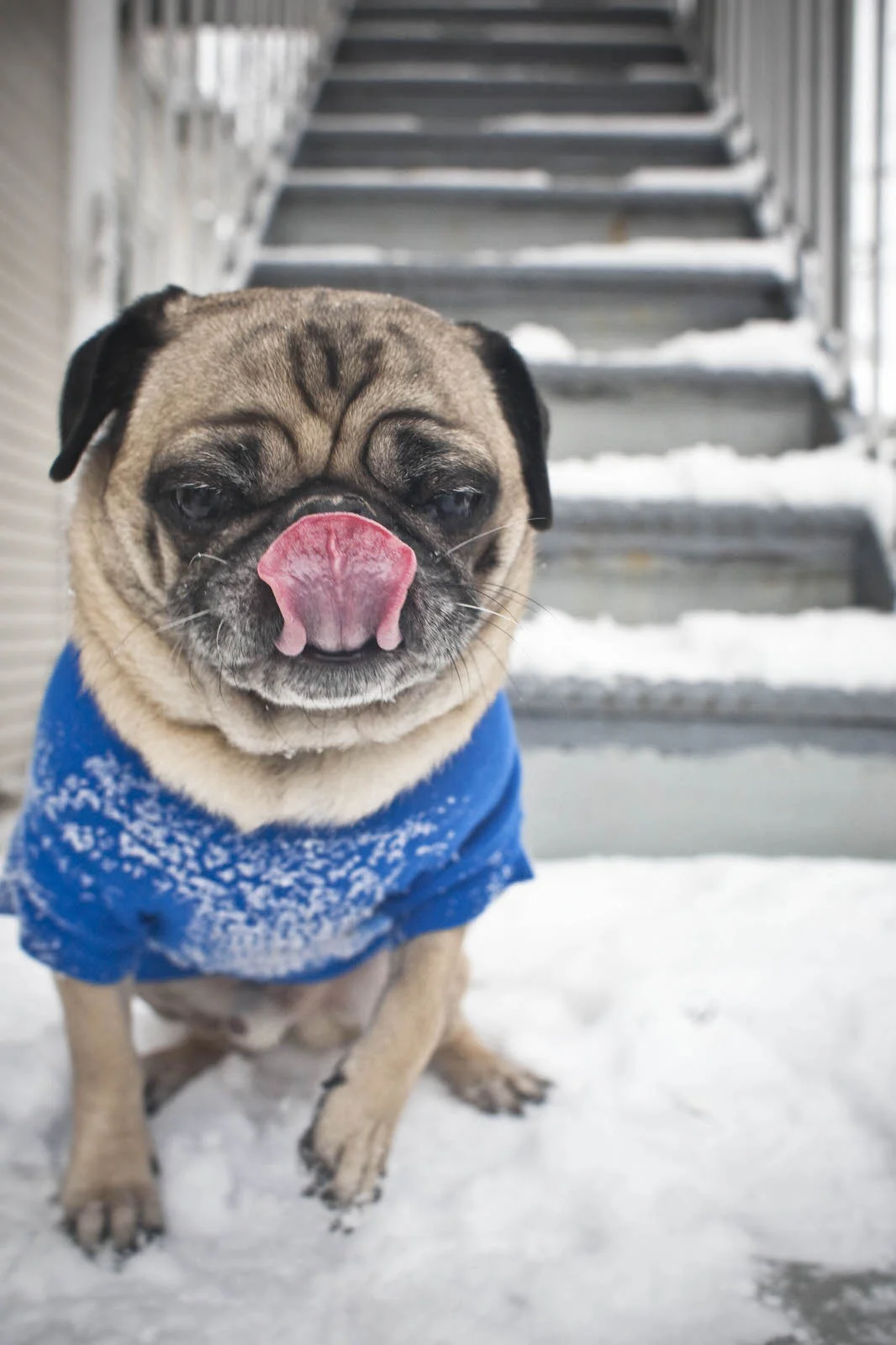 sir_licks_a_lot_in_snow.jpg