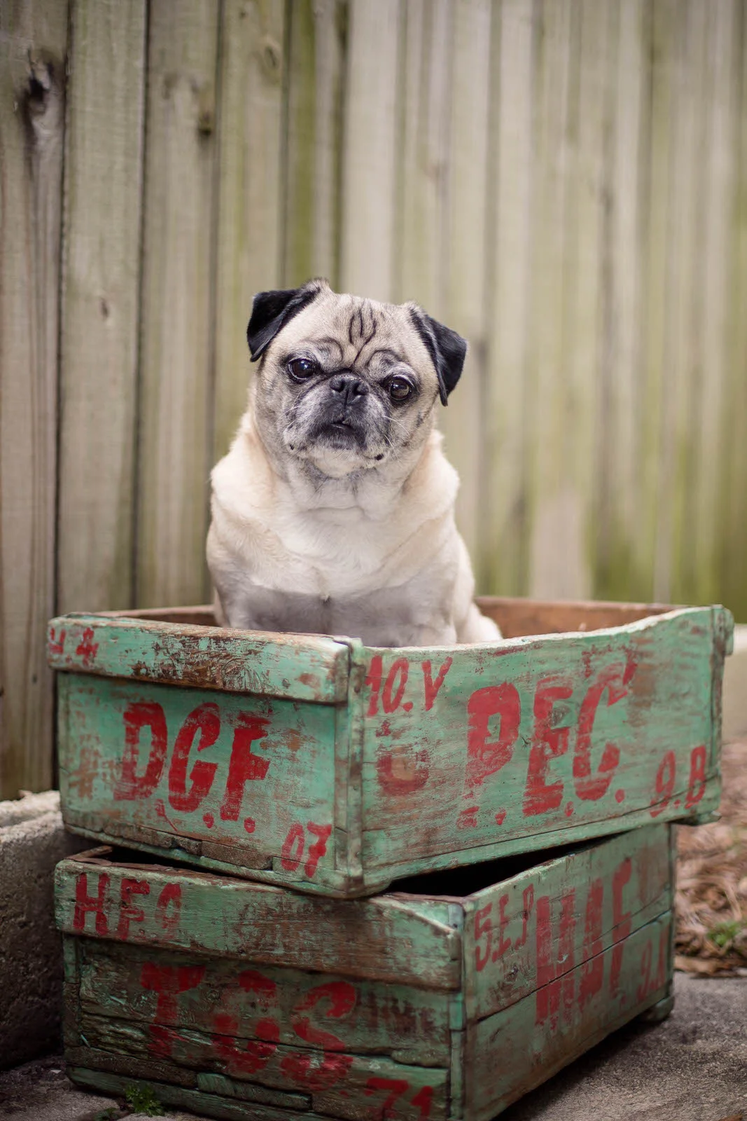 gorgeous_pug_model.jpg
