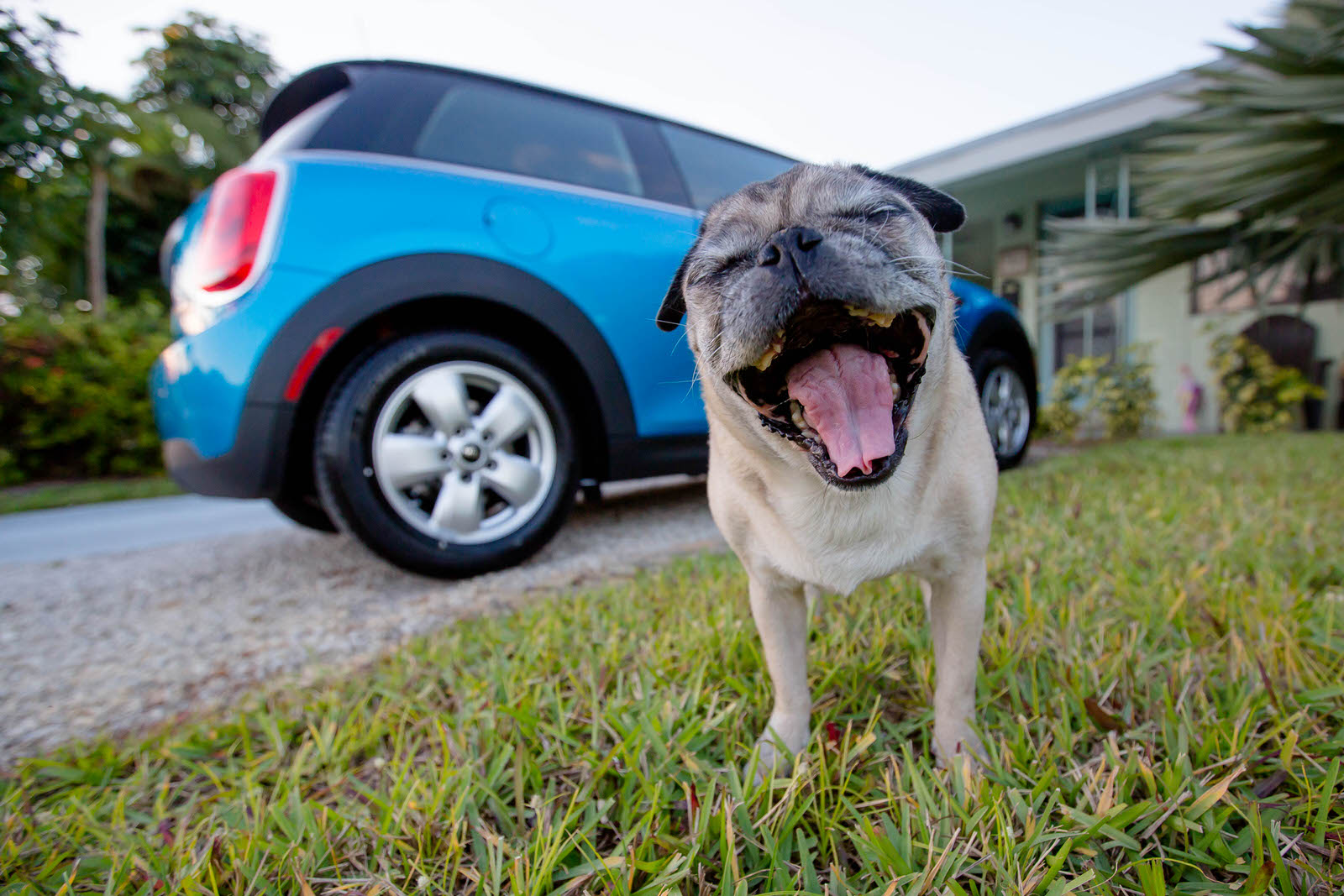 pug_and_mini_cooper.jpg