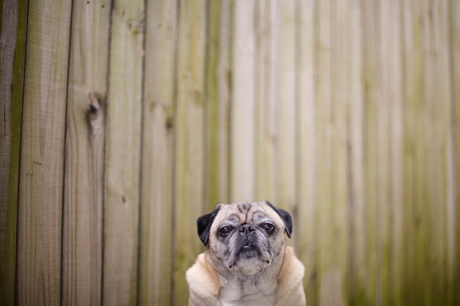 pug_head.jpg