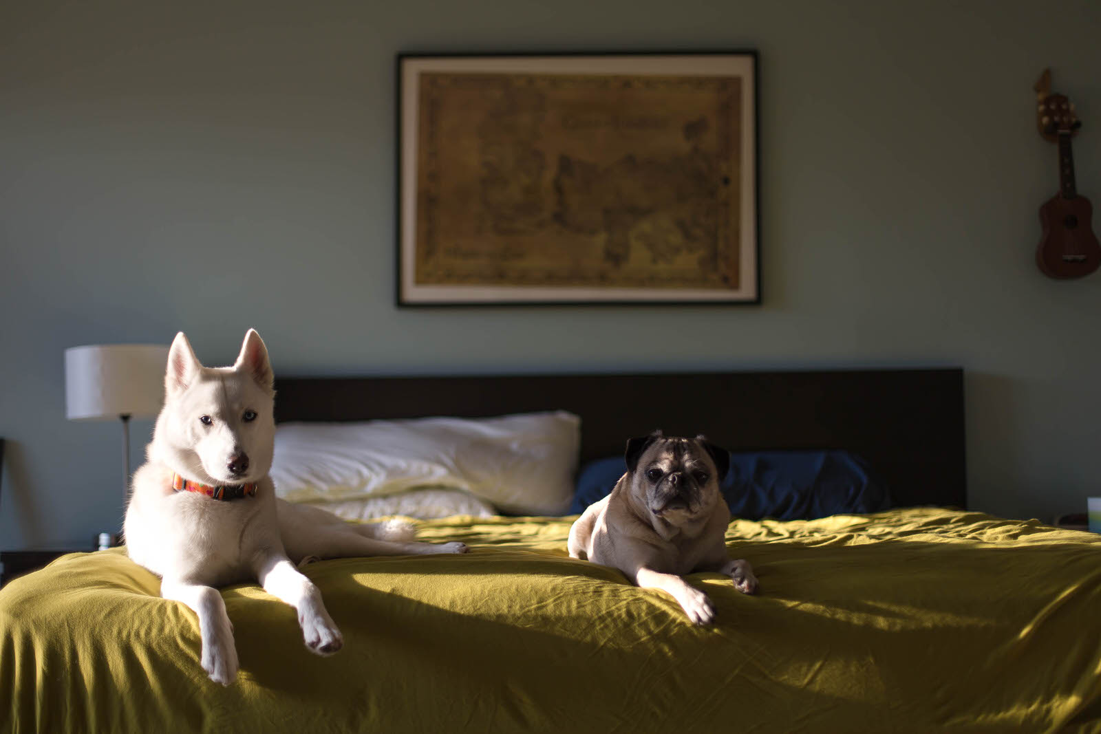 pug_sitting_bed_with_husky.jpg