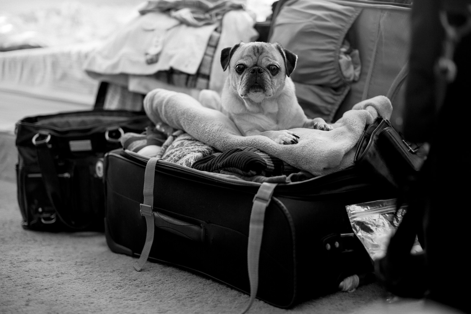 pug_in_my_suitcase_black_and_white.jpg