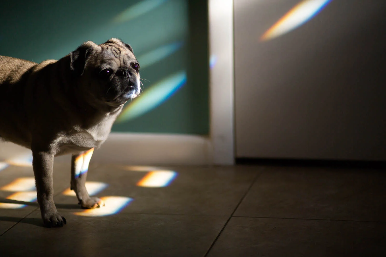 pug_staring_into_the_light.jpg
