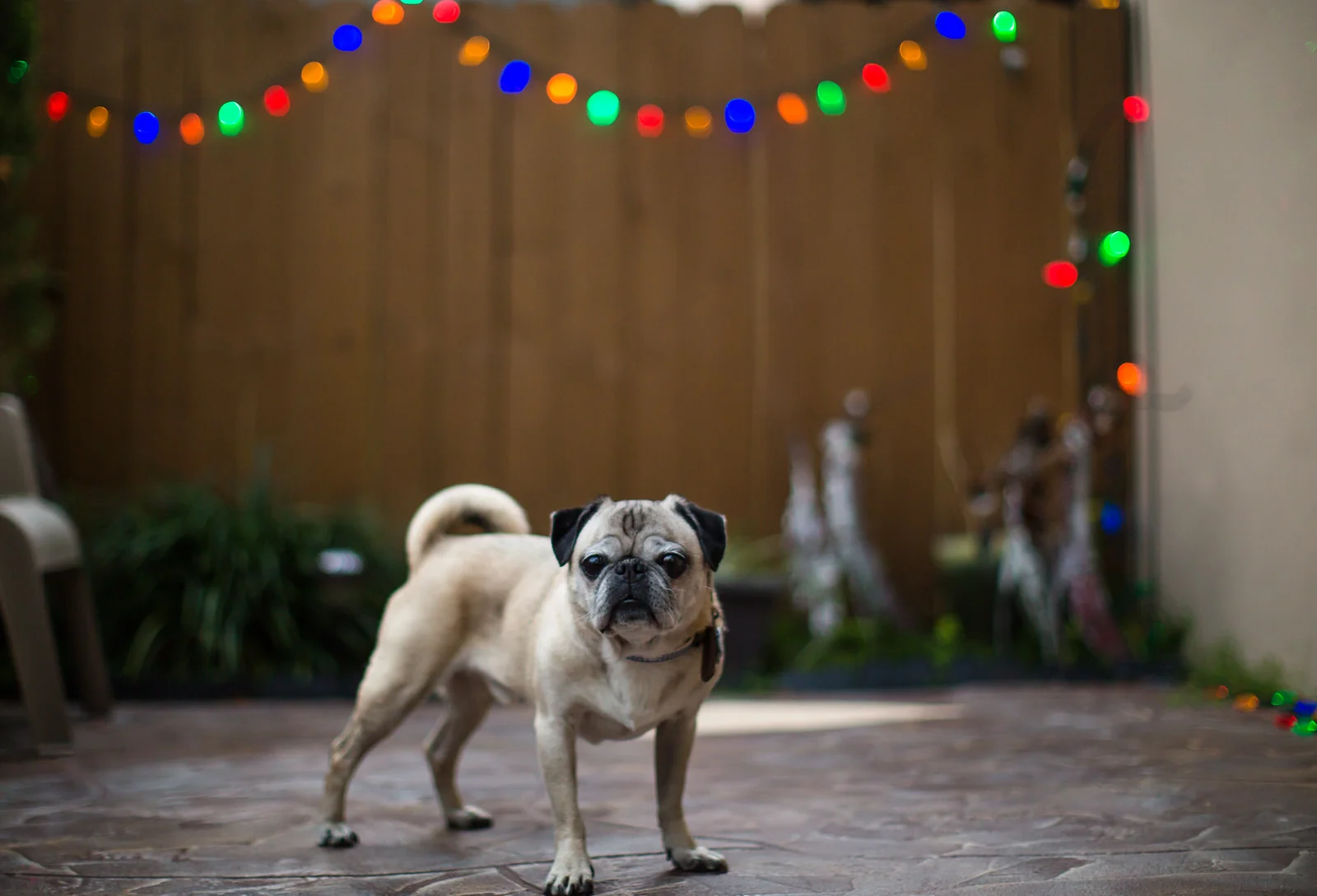 pug_christmas_lights.jpg