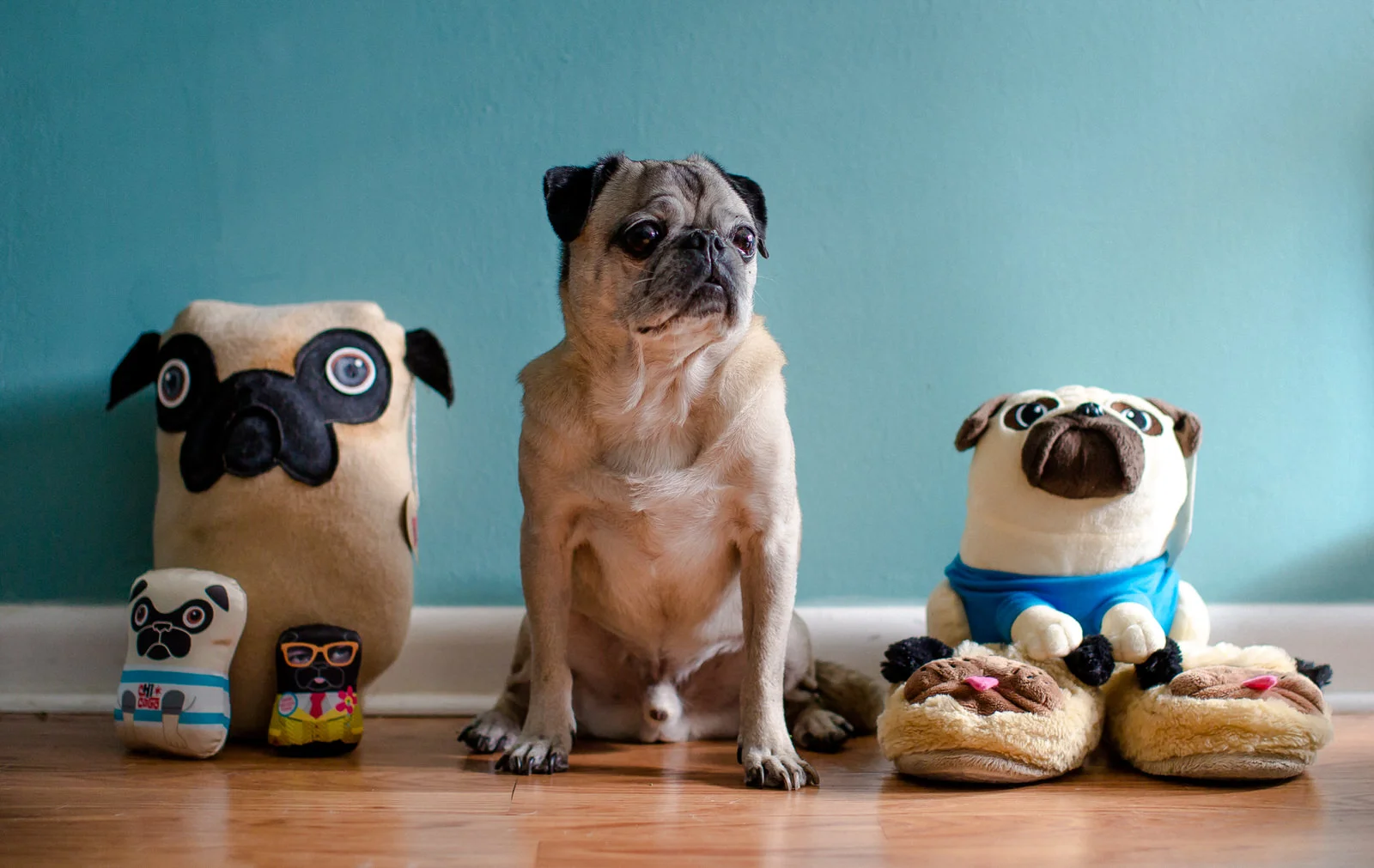 pug_with_pug_friends.jpg