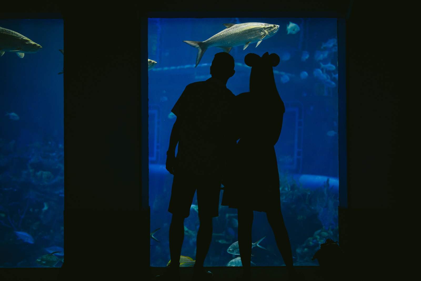 orlando-engagement-session-epcot-day-in-the-life-aquarium.jpg