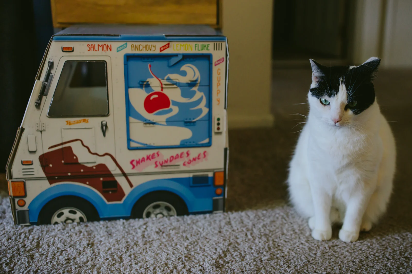 engagement-session-home-kitties-family-getting-married-tiny-house-photo-wedding-photographer-17.jpg