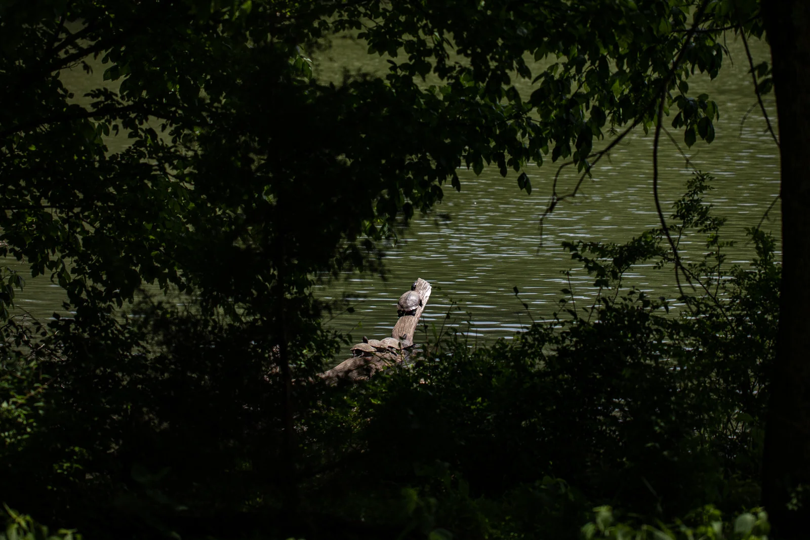 turtle-radnor-lake-nashville-tennessee-tiny-house-photo-nature-adventure.jpg