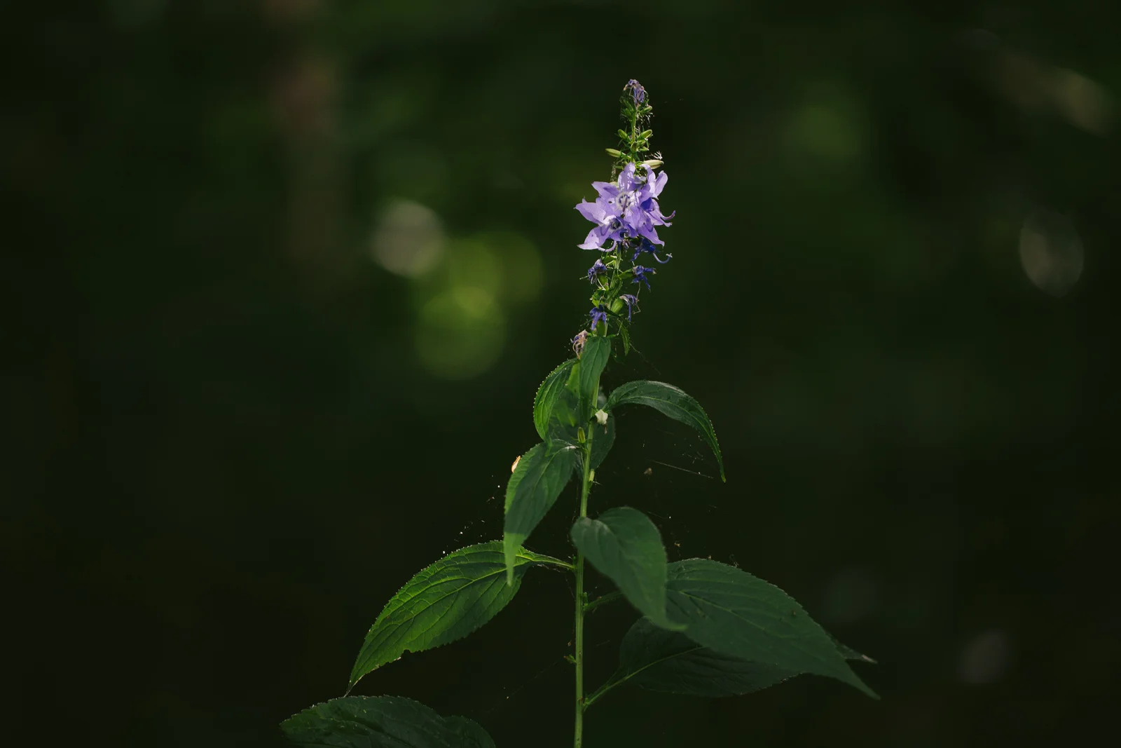 radnor-lake-nature-photography-tiny-house-photo-nashville-tennessee.jpg