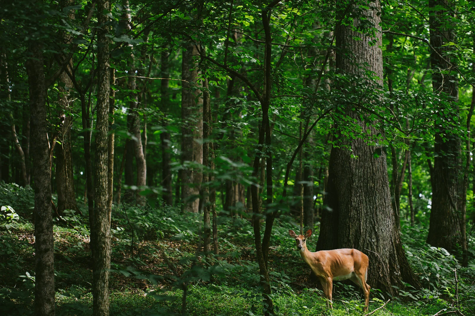 deer-hiking-tiny-house-photo-travel-tennessee.jpg