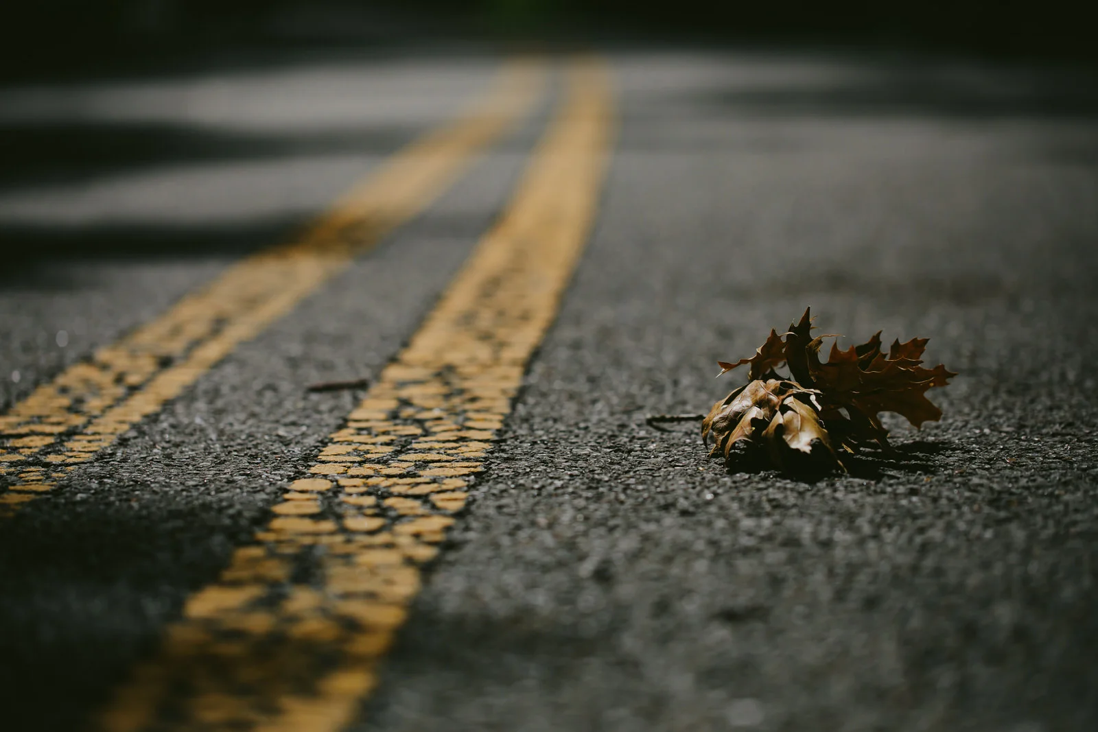 leaf-nature-hiking-tennessee-photography-road.jpg