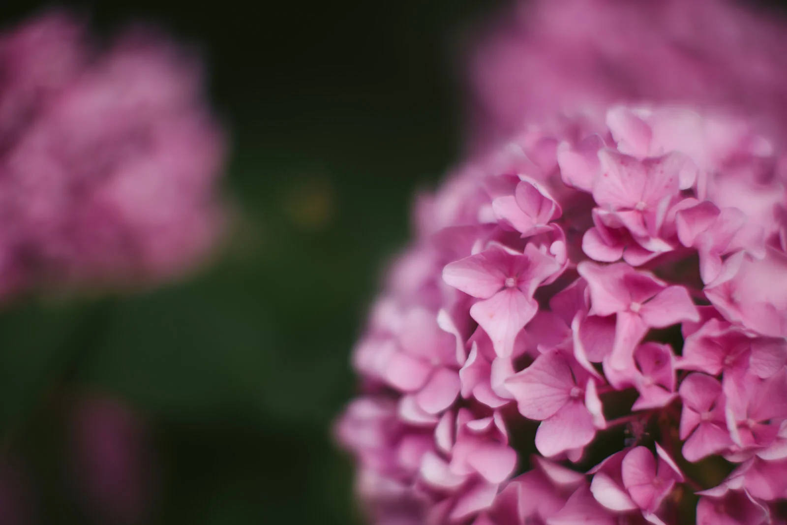 nashville-hydrangea-centennial-park-tiny-house-photo-nature.jpg