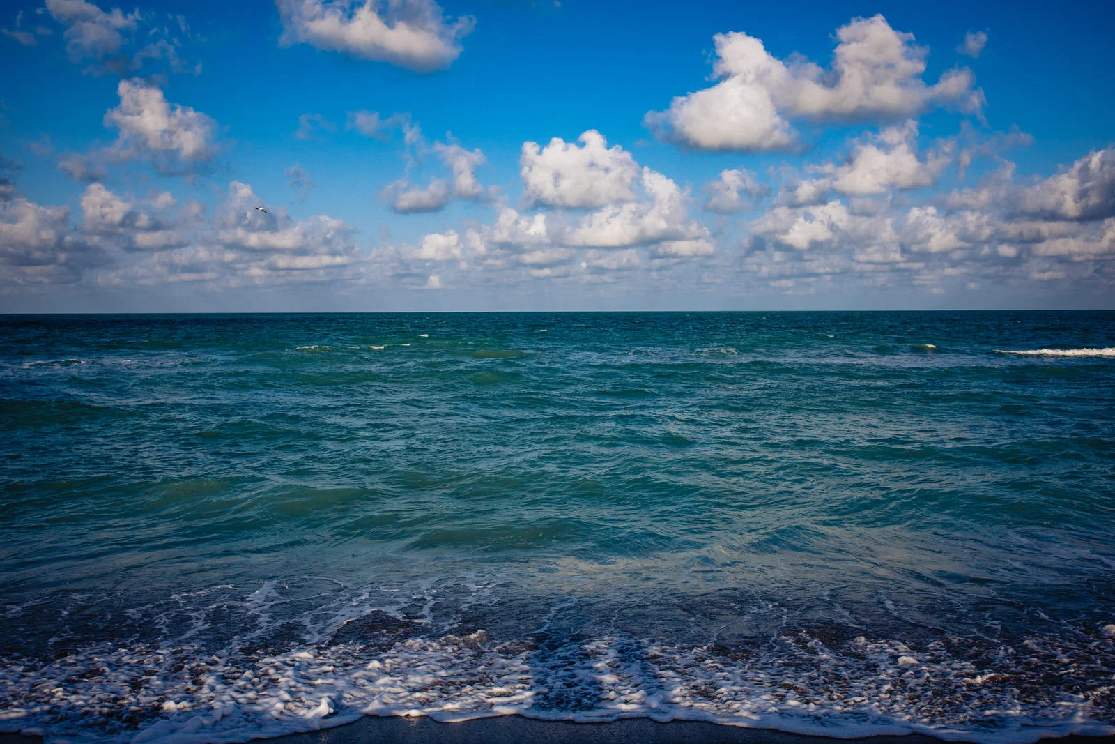 siesta-key-florida-tiny-house-photo-vacation-beach-nature-macro-15.jpg