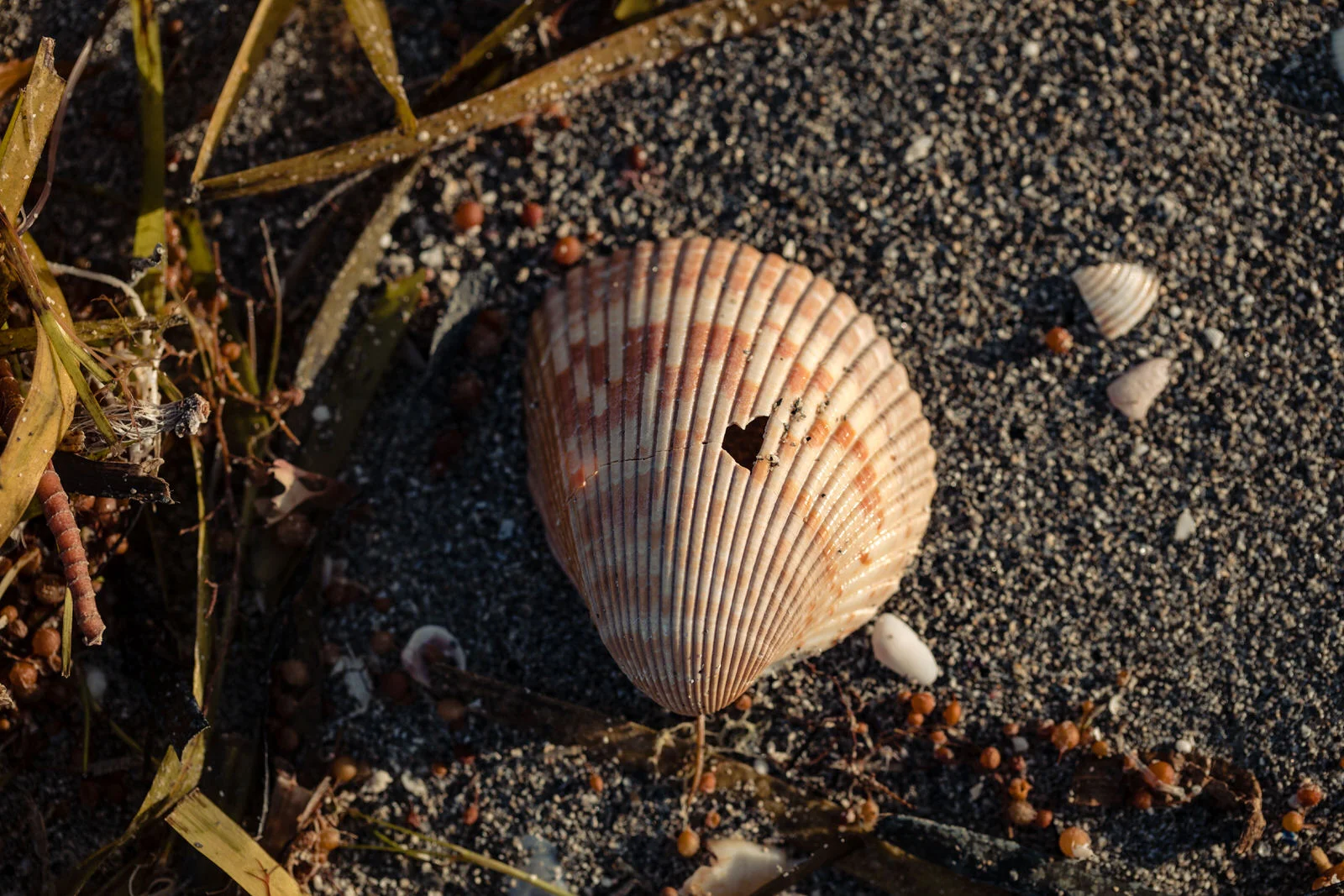 siesta-key-florida-tiny-house-photo-vacation-beach-nature-macro-23.jpg