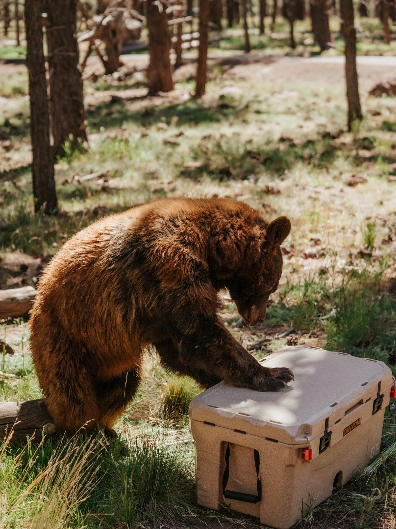 Proof of (wild)life